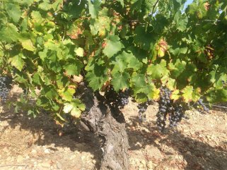 草莓视频APP免费进口红酒生意需投入多少资金